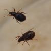 Exomias sp.